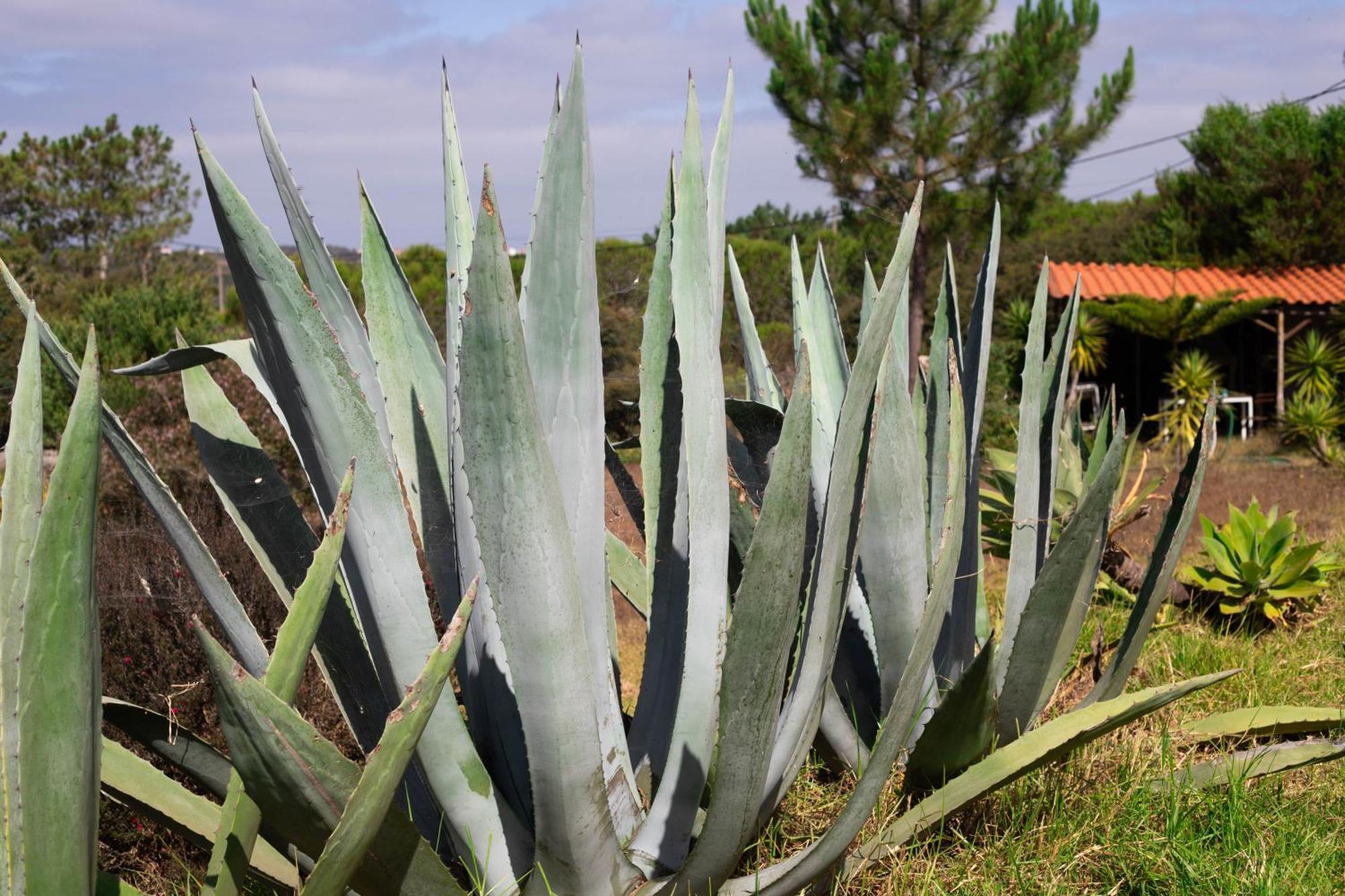 Monte Da Urze Aljezur - Agroturismo Kültér fotó