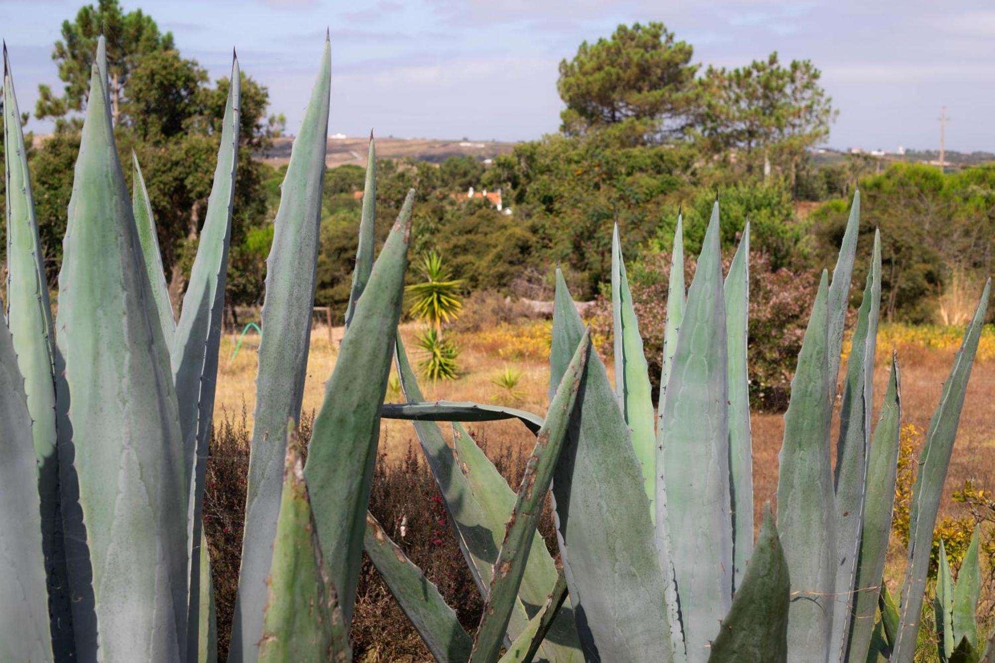 Monte Da Urze Aljezur - Agroturismo Kültér fotó